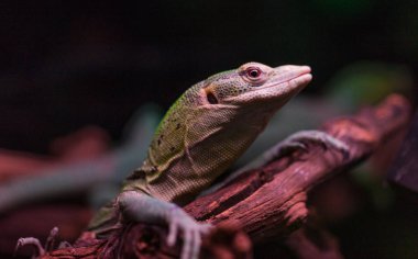 Yukarı bakan bir ağaç dalı oturan kertenkele. Küçük, minik kertenkele tarafına karşı karşıya. Kertenkele iguana türü bir tahtaya rahatlatıcı.