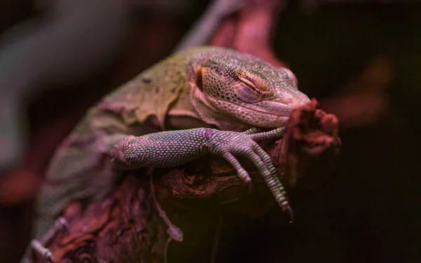 Lagarto dormindo em um galho de árvore. Um pequeno lagarto está virado para o lado. Lagarto de tipo iguana refrigeração em uma madeira . — Fotografia de Stock
