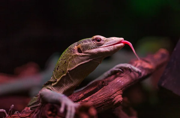 Kertenkele dili bir ağaç dalı üzerinde. Küçük, minik kertenkele tarafına karşı karşıya. Kertenkele iguana tipinin bir tahta üzerinde. — Stok fotoğraf
