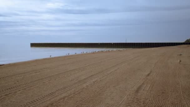 Морський пляж з морськими мартинами і пірсом. Морський пляжний фон. Чайки на пляжі — стокове відео