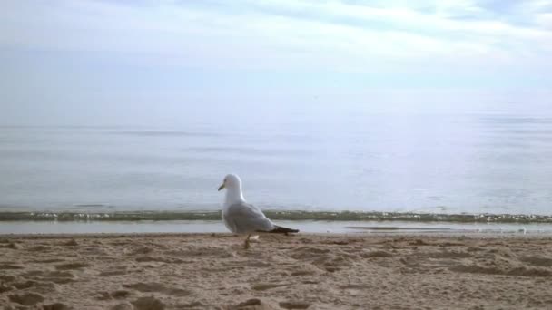 Чайка на песке ищет еду. Крупный план морской чайки прогулки по морскому пляжу — стоковое видео