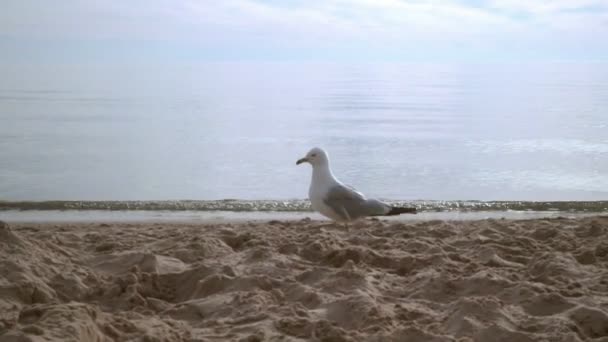 Чайка на пляжному піску шукає їжу. Чайка, що йде на океанському пляжі — стокове відео