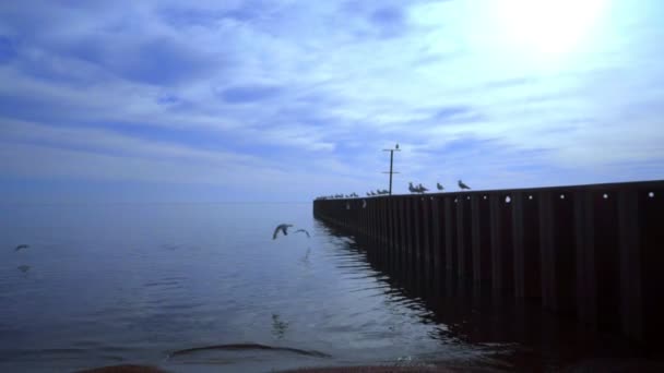 Gaviotas en muelle marino al atardecer. Cielo azul al atardecer del mar. Gaviotas marinas en muelle — Vídeo de stock