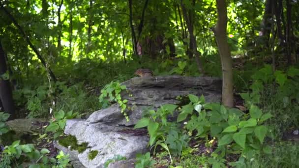 Jordekorre på stenen vid skogen. Randig gnagare i familjen ekorre. Vilda djur — Stockvideo