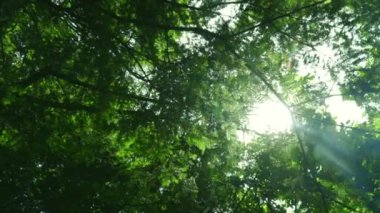 Yeşil ağaç alt görünümü. Yeşil ağaçların yaprakları ve güneş ışığı ile