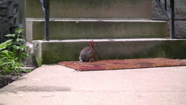 Wilde Kaninchen, die in der Nähe der Haustreppe sitzen. kleines Kaninchen in der Nähe von Betontreppen — Stockvideo