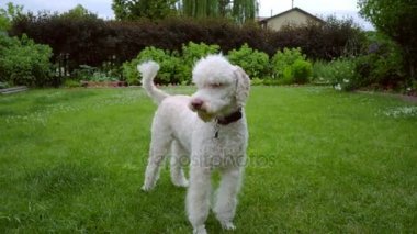 Kaniş köpek yeşil çimenlerin üzerine titrer. Sevimli hayvan köpek sallayarak. Oynayan beyaz evde beslenen hayvan