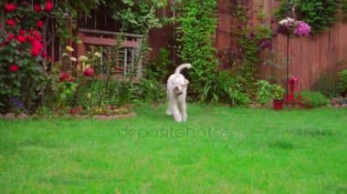 Oynak köpek çim çalıştıran. Beyaz kaniş dışında oynarken. Güzel evde beslenen hayvan terbiye