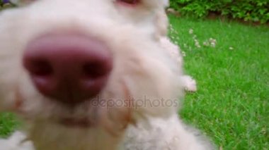Oynak köpek çim yeme. Beyaz köpek kameraya bakarak yakın çekim.