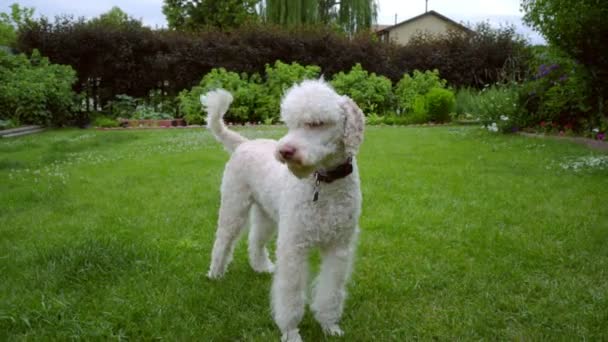 Poodle dog shakes on green lawn. Cute animal dog shaking. White pet playing
