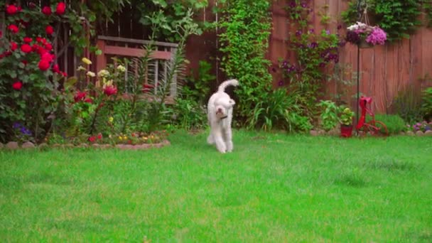 Lekfull hund kör gräs. Vit pudel spelar utanför. Härlig sällskapsdjur bildning — Stockvideo