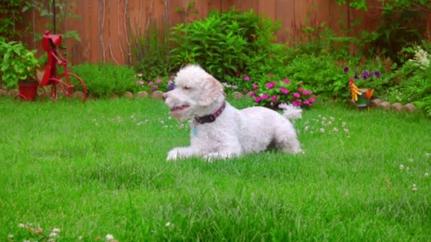 Pes, kterým se stanoví. Bílá Labradoodle leží na zelené trávě. Roztomilé zvíře na trávě