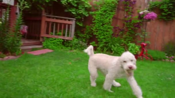 Hund läuft Gras. Labradoodle mit Ball auf Hinterhof. Haustier spielt auf grünem Rasen — Stockvideo