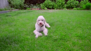 Oynak köpek topun uzak koşuyoruz. Beyaz labradoodle çim çalıştıran