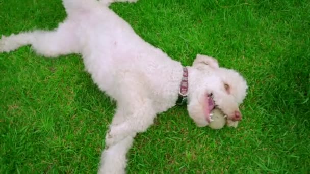 Weißer Hund liegt auf grünem Gras. Hund hält Ball im Mund. weißer Pudel ruht — Stockvideo