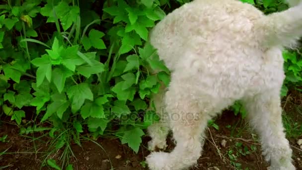 Белый пес нюхает. Белый пудель в саду. Поиск умной собаки в садовом кусте — стоковое видео