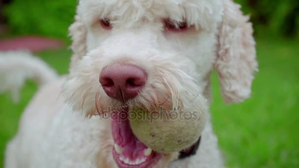 Cane bianco che tiene la palla in bocca. Bel cane che gioca con il giocattolo. Cane con palla — Video Stock