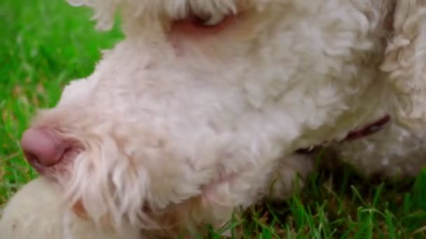 Perro blanco jugando con pelota sobre hierba verde. Primer plano de la cara del perro boca abierta — Vídeo de stock