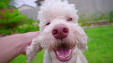 Sahibi el okşayarak köpek. Mutlu köpek yalamaya closeup. Sahibi aşk pet