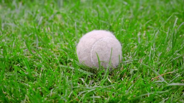 Bola de tênis na grama verde. Closeup de brinquedo de cão no gramado verde. Bola de tênis branco — Vídeo de Stock