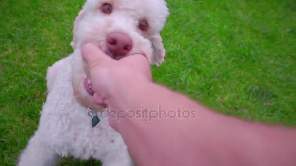 Männliche Hand nimmt Ball vom weißen Hund auf. weißer Pudel Hund spielt Ball — Stockvideo