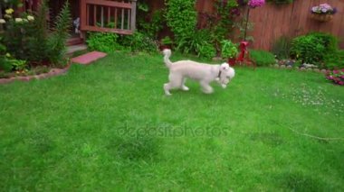 Beyaz labradoodle çim çalıştıran. Oynak köpek Bahçe arka üstünde