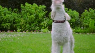Beyaz Labradoodle sallamak. İyi köpek sallayarak. Dışarıda güzel hayvan