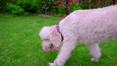 Köpek getirme oyuncak. Beyaz labradoodle ağzına topu tutun. Köpek topu ile