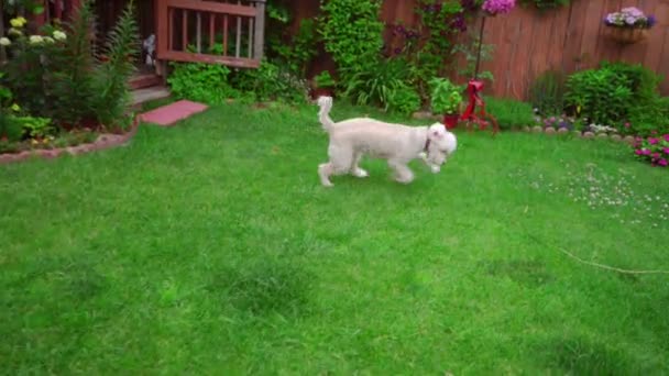 Vita labradoodle kör gräs. Lekfull hund på trädgården bakgård — Stockvideo