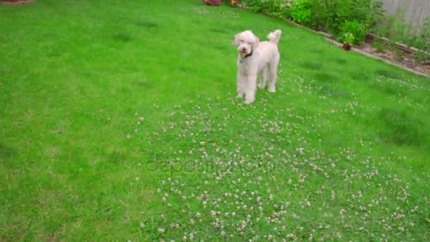 Herrchen wirft Tennisball zu weißem Pudelhund weißer Hund spielt — Stockvideo