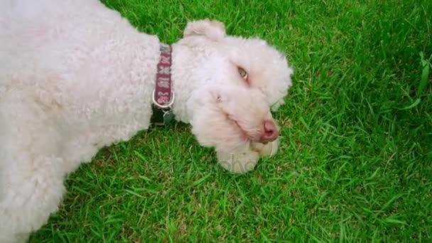 Perro acostado en la hierba y sosteniendo pelota de tenis en la boca. Primer plano de la cara de perro — Vídeo de stock