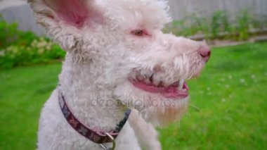 Sahibi köpek beyaz okşayarak. Mutlu köpek suratı closeup. İnsan ve hayvan dostluk