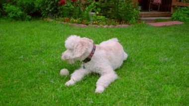 Köpek yeşil çimenlerin üzerinde topla oynamayı sonra dinlenme yorgun. Kaniş köpek uzanmış