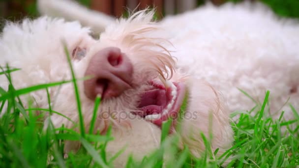 장난 개 캐치 볼입니다. 강아지 얼굴의 닫습니다. 개 입입니다. 강아지 물어 뜯고 — 비디오