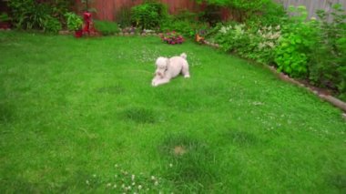 Beyaz köpek uzanmış. Beyaz kaniş dışında oynarken. Oynak köpek çim çalıştıran
