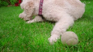 Beyaz kaniş köpek çim yeme. Closeup beyaz köpek yeşil çim üzerinde yalan