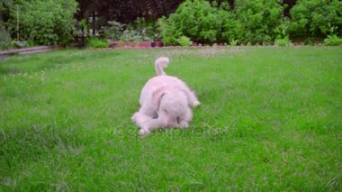 Beyaz kaniş yeşil çim üzerinde yalan. Topla oynamayı köpek yavrusu. Köpek oyuncak
