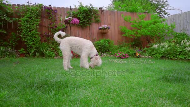 Um cão caniche branco a cheirar. Grama de passeio animal. Adorável animal de estimação no jardim quintal — Vídeo de Stock