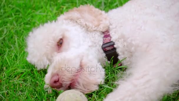 白いプードル犬の緑の草の上にボールで遊んで。白い犬の顔のクローズ アップ — ストック動画