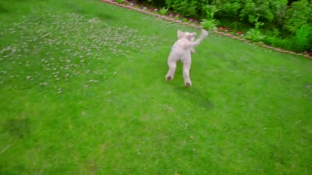 Cão poodle jogando bola na grama verde. Cão brincalhão correndo com bola na boca — Vídeo de Stock