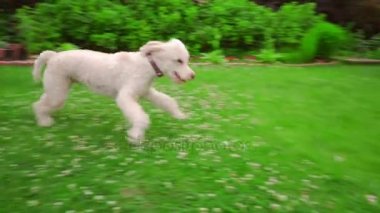 Komik köpek çim çalıştıran. Beyaz kaniş kaçıyor. Mutlu köpek çim üzerinde atlama
