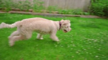 Adam Garden'da köpekle oynamayı. Beyaz köpek top oynarken