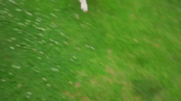 Perro corriendo hierba. Perro caniche blanco corriendo sobre hierba verde en jardín patio trasero — Vídeo de stock