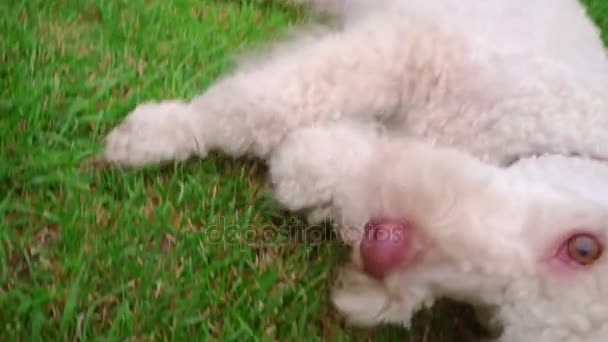 犬の顔をクローズ アップ。犬舐め唇。遊び心のあるペットは、草の上に横たわる。犬の口を開いて — ストック動画