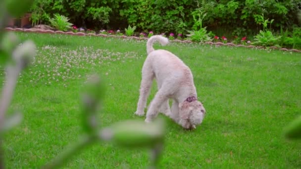 Biały, Labradoodle wąchania. Pies wąchania zielona trawa. Pies, patrząc w dół — Wideo stockowe