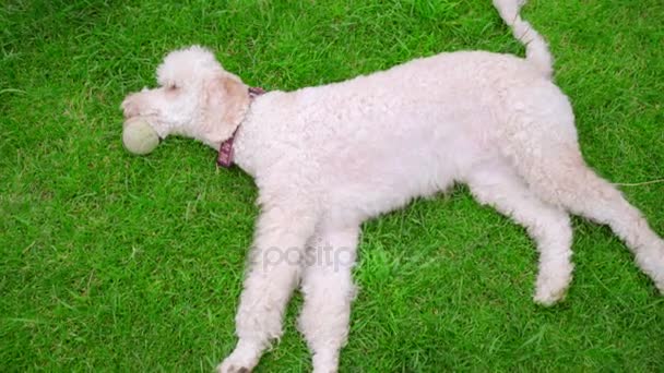 Kutya pihen a gyep. Fehér kutya feküdt, a zöld fű. Fehér labradoodle — Stock videók