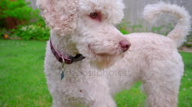 Yeşil çimenlerin üzerinde korkan köpek. Utangaç köpek portre. Hayvan duygu