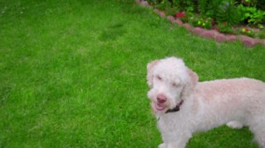 Yeşil çimenlerin üzerinde topu ile oynayan beyaz kaniş köpek
