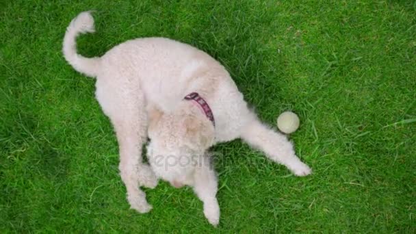 Uszkár kutya zöld füvön feküdt. Cam-folyamatos lövés a fehér kutya pihen a fűben — Stock videók