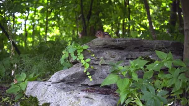 Chipmunk małe, paski gryzoń z rodziny wiewiórka. Wiewiórka siedzi na duży kamień — Wideo stockowe